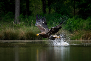 Eagle attack. Steller's sea eagle, Haliaeetus pelagicus, with caught fish in flight. Majestic bird flying over lake after successful hunt. Pacific sea eagle in wild nature. Heaviest eagle in the world