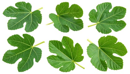Fig leaf collection on white background, vibrant green foliage.