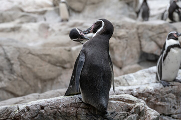 Couple of humboldt penguin grooming with each other.