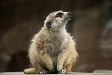 Portrait of meerkat at a zoo.