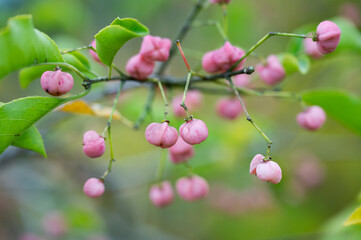 Pink fruits of Hamilton's spindletree in autumn.