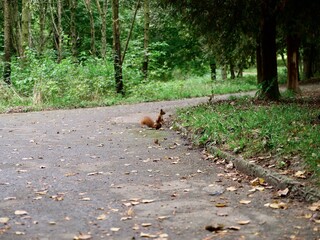 A shy, wild Eurasian red squirrel (Sciurus vulgaris) forages for food near a tree trunk in a lush, green urban park or dense forest in soft natural light