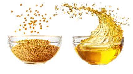 Yellow mustard seeds and mustard oil in a glass bowl with splashes on transparent background
