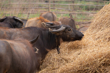 Group Of Water Buffalo Feeding On Hay In A Rural Farmyard With A Wooden Fence