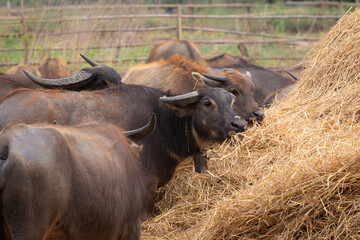 Group Of Water Buffalo Feeding On Hay In A Rural Farmyard With A Wooden Fence