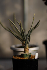 Close-up of Astrophytum caput-medusae with its long, grey-green leaves emerging from a beautifully patterned stem, in a simple pot.