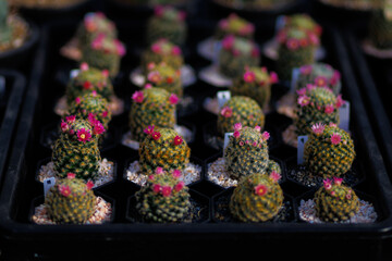 Mammillaria schiedeana with bright pink flowers in a hexagonal pot, arranged in a nursery tray. The vibrant plant image is suitable for nature, gardening and decorating themes.
