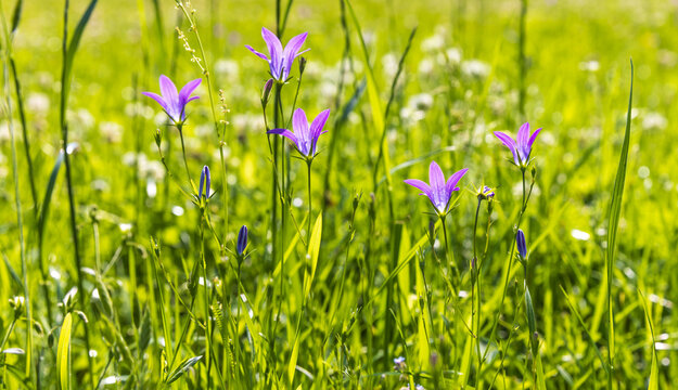 Purple wildflowers Campanula patula stand tall in a sunlit green meadow