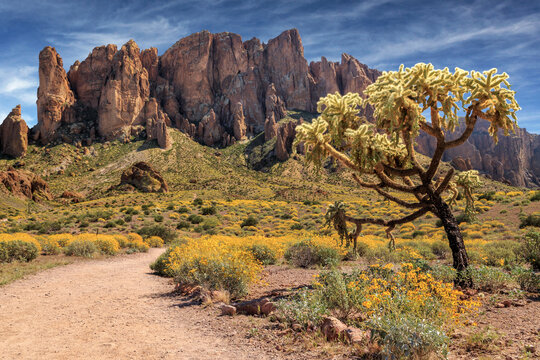 Superstition Mountain Cholla