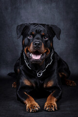 Fototapeta premium portrait of the rottweiler dog