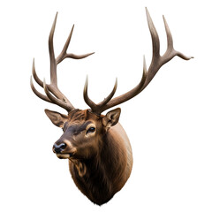 Head of wild elk with large antlers isolated on transparent background wildlife portrait