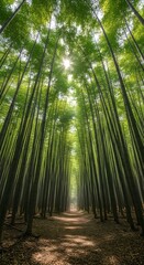 Sunlight shining through tall trees in a forest with a path in the middle