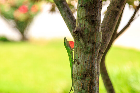 East Texas Green Anole Lizard With A Puffed Throat On A  Tree