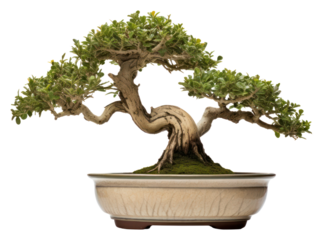 PNG Tree bonsai plant