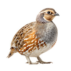 Elegant Quail Bird on White Background - Stunning Isolated Image for Design Projects