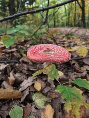 the large red toadstool, red mushroom, the autumn time