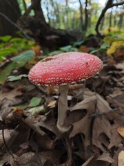 the large red toadstool, red mushroom, the autumn time