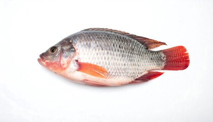 Fresh Tilapia Fish Isolated on White Background, Ready to Cook.