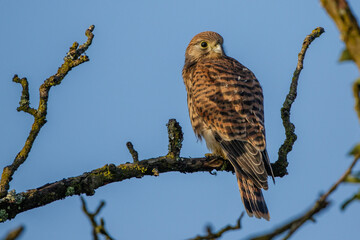 Turmfalke (Falco tinnunculus) Jungvogel, Ästling