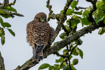 Turmfalke (Falco tinnunculus) Jungvogel, Ästling