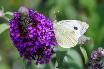 Großer Kohlweißling (Pieris brassicae)