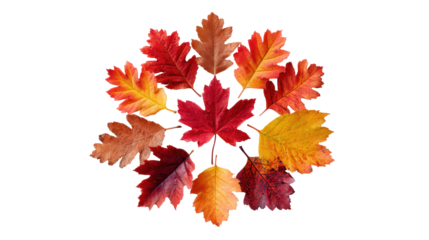 Colorful autumn leaves arranged in a circular pattern. or transparent background