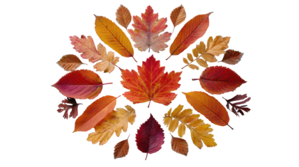 Colorful autumn leaves arranged in a beautiful circular pattern. or transparent background