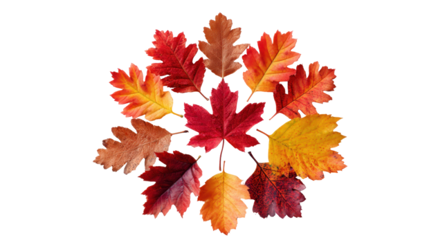 Colorful autumn leaves arranged in a circular pattern. or transparent background