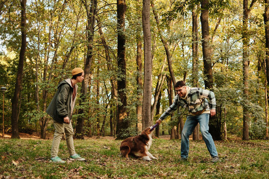 Two friends playing tug game with Australian Shepherd dog in autumn park. Concept of friendship, teamwork, and joy