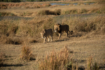 Big lion lying on savannah grass. Landscape with characteristic trees on the plain and hills in the background