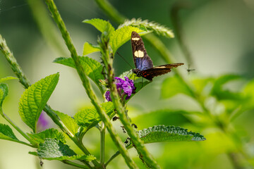 The Doris Longwing Butterfly close up in the garden, heliconius doris, Laparus doris, Tropical butterfly