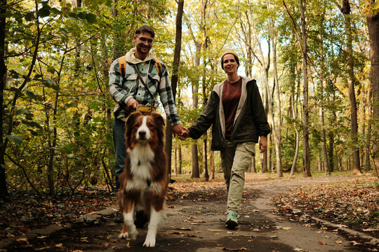 Smiling couple holding hands while walking Australian Shepherd dog along autumn forest path. Concept of love, nature, and recreation