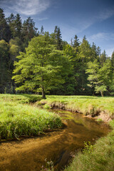 The image depicts the picturesque landscape of the Czech Switzerland National Park. The picture shows green foliage in a valley with a stream, which is typical for this area. czech republic