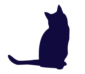 black cat on white background