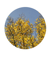 Trees with yellow leaves, blue sky, bright, minimalist aesthetic, natural beauty, copyspace.
