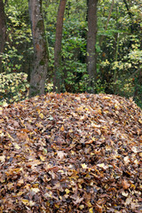 Large pile of colorful leaves, autumn, next to a sidewalk and trees.
