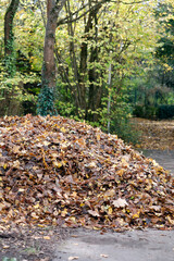 Large pile of colorful leaves, autumn, next to a sidewalk and trees.