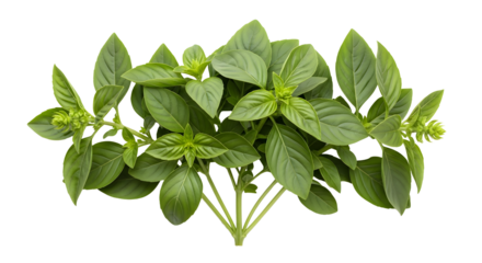 Basil Plant with Blooming Flowers and Green Leaves Isolated on a  Transparent Background , ai generated image