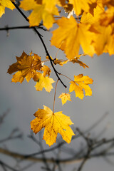 Golden yellow autumn leaves on a branch, sky, beauty of nature, minimalism, light and shadow.