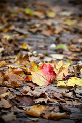 Focus on a single red and yellow leaf against a backdrop of many colorful leaves, bokeh, close-up, autumn minimalism aesthetic.