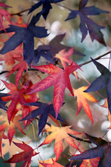 Many maple leaves: red, brown, orange, yellow, natural colors, autumnal beauty, close-up.