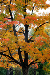Large, branching tree with colorful leaves, enormous, autumn, beauty of nature.