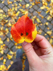 Close-up photo of a hand holding a small colorful autumn leaf with smile pattern. Cobblestone covered yellow leaves on background. Cozy autumn atmosphere, fall mood, happiness, or mindfulness