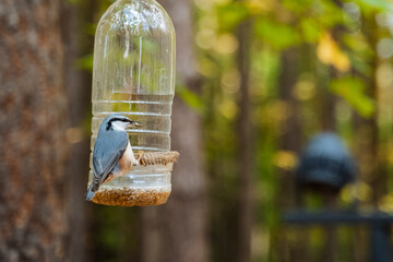 The Nuthatch Bird Feeding activity at a forest bird feeder highlights the rich avian biodiversity in the countryside, surrounded by serene trees, lush greenery, and abundant wildlife