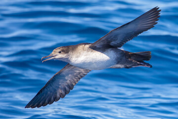 Balearic shearwater