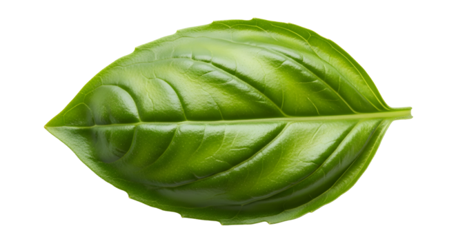 Fresh green basil leaf with water drops isolated on transparent background , ai generated image