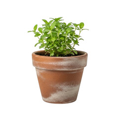 Fototapeta premium Small Thyme Plant in Terracotta Pot isolated on a transparent background