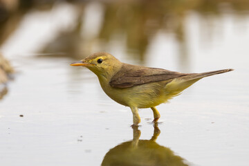 Melodius warbler