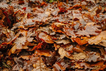 Colorful autumn leaves scattered on the ground, glistening with moisture after rain, creating a vibrant natural carpet in a serene outdoor environment