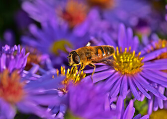Europäische Honigbiene; Apis mellifera; European honey bee; auf